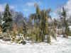 Arboretum_de_Concord_Juniperus_Tolleson's_Blue_Weeping.jpg (71161 bytes)