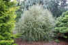 Larix_decidua_'Himmel.Broom'.jpg (149252 bytes)