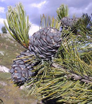 Pinus_cembra.jpg (37172 bytes)