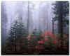 Redwood2.jpg (63516 bytes)